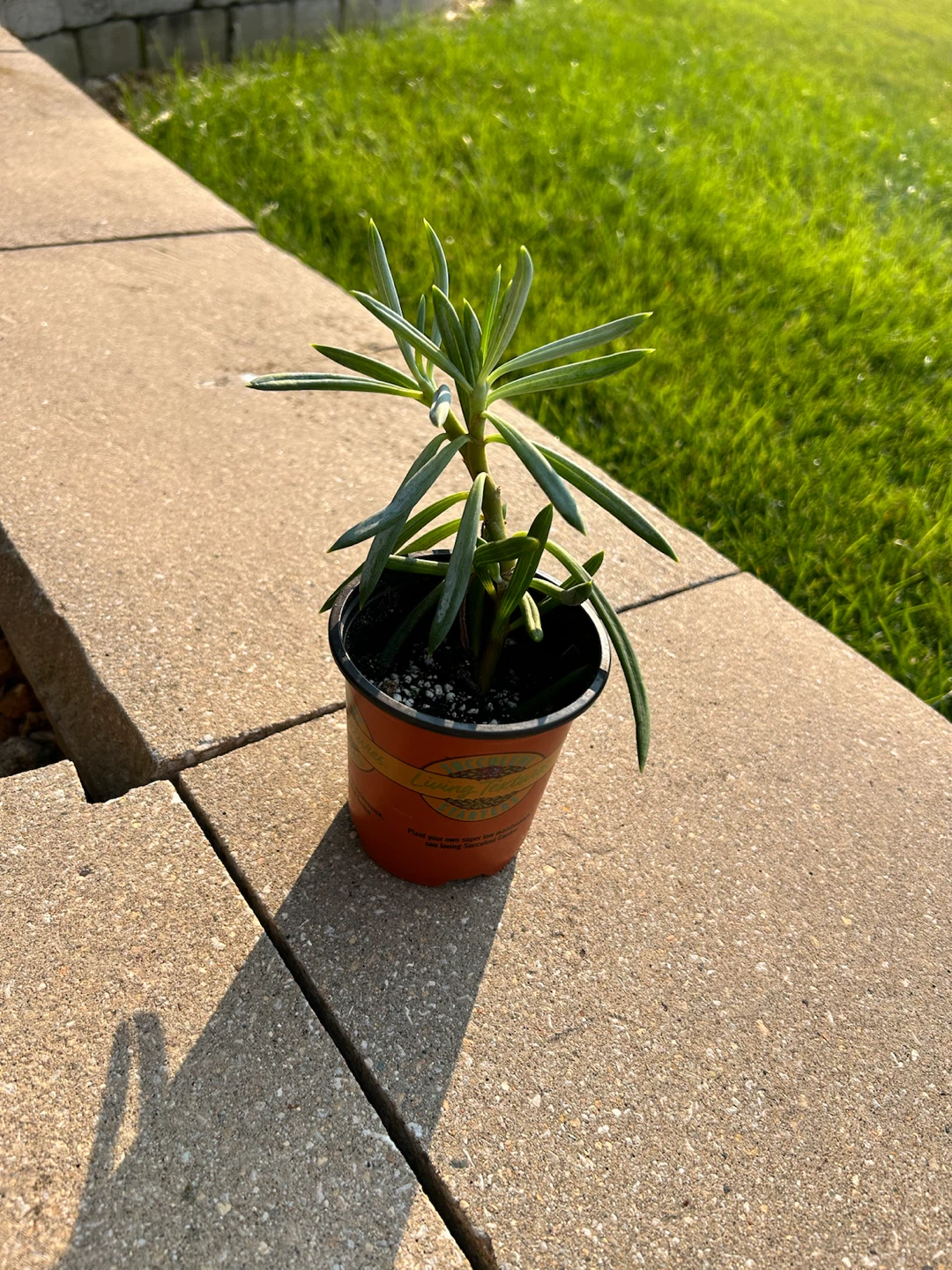 Assorted Succulent Houseplants x(10) - photo 4