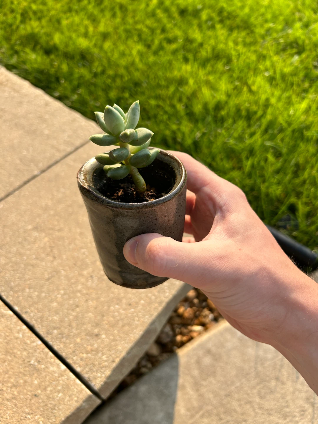 Assorted Succulent Houseplants x(10) - photo 5