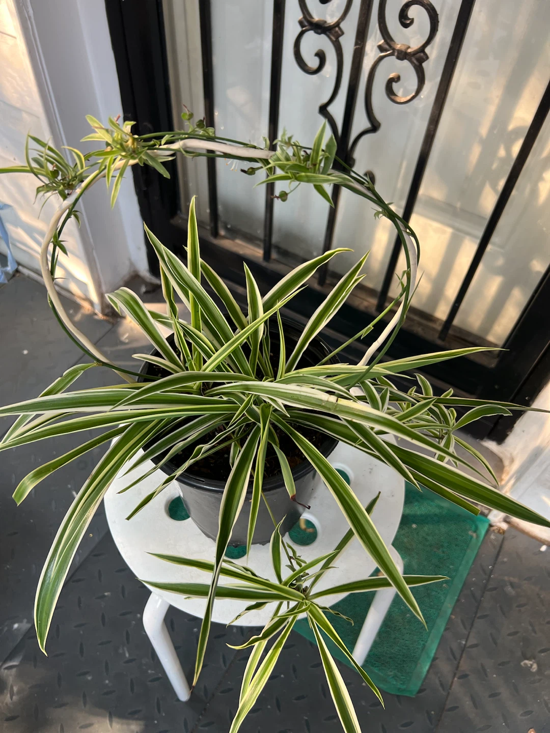 Beautiful Spider Plant in Pot with Flowers and many babies