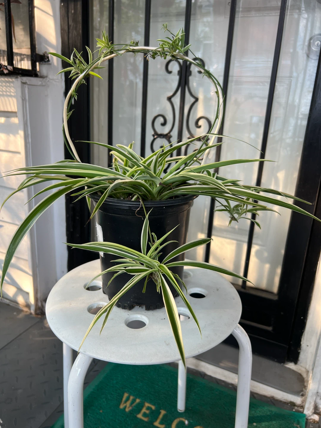 Beautiful Spider Plant in Pot with Flowers and many babies - photo 2