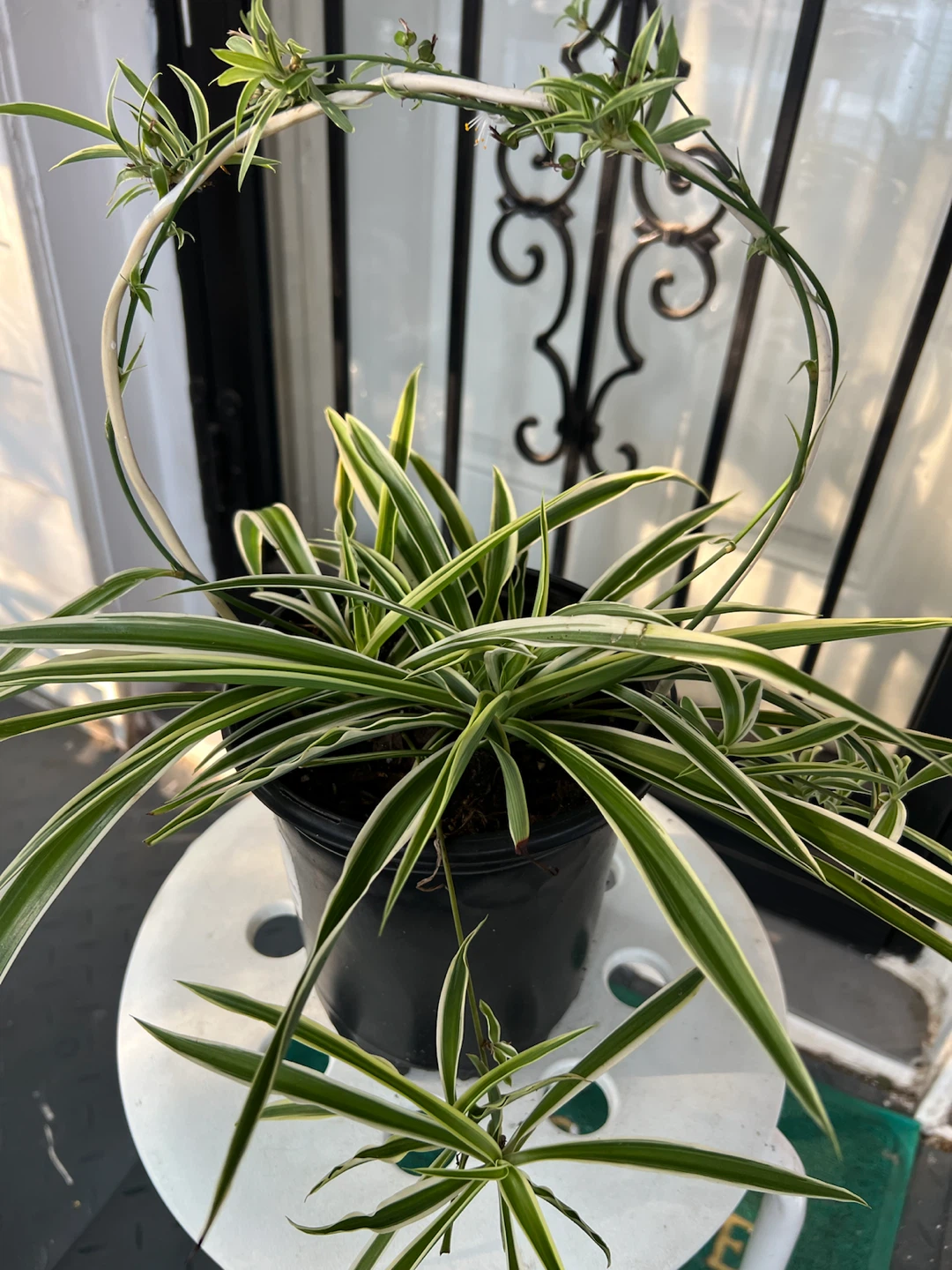 Beautiful Spider Plant in Pot with Flowers and many babies - photo 3