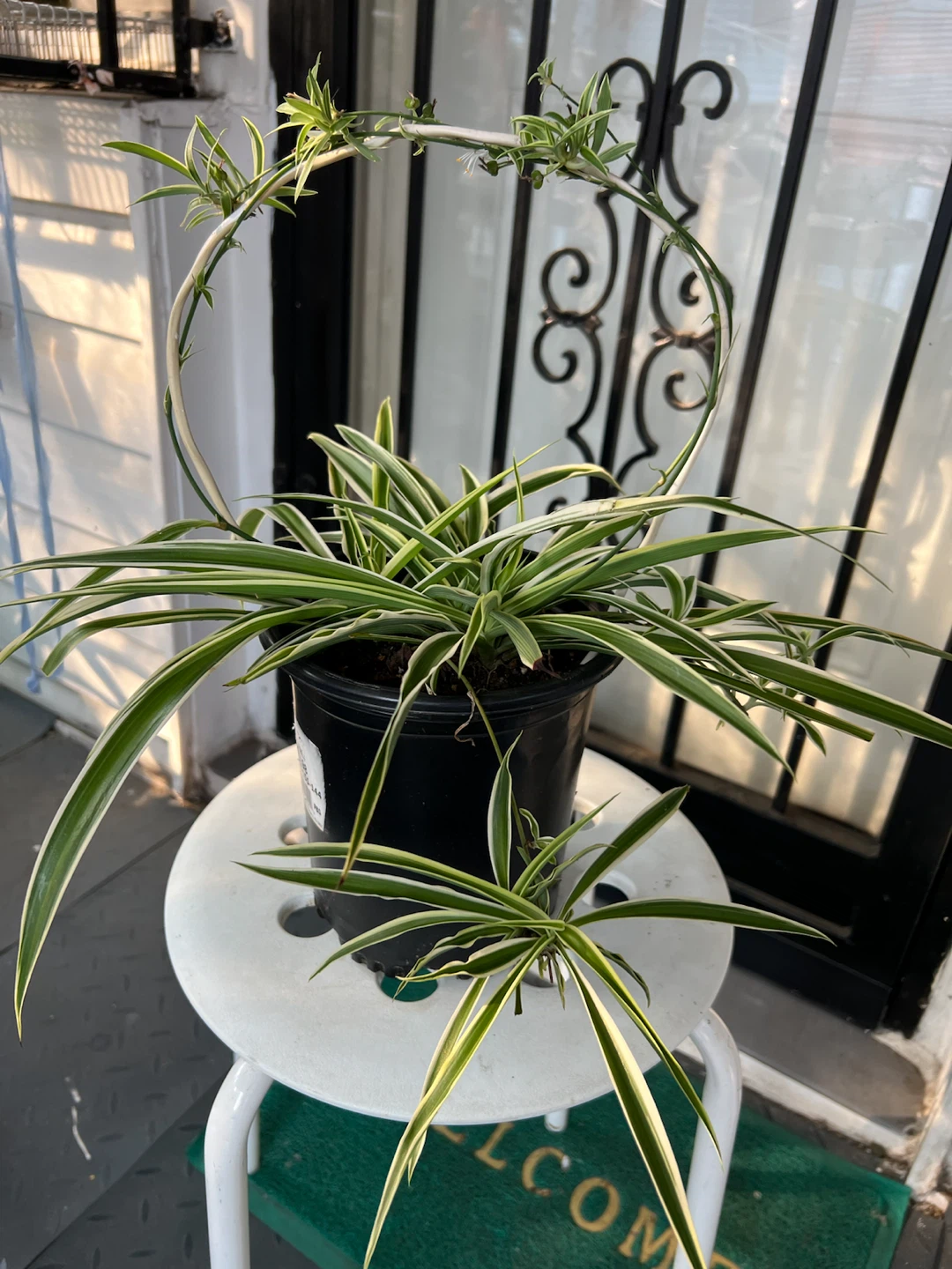 Beautiful Spider Plant in Pot with Flowers and many babies - photo 4