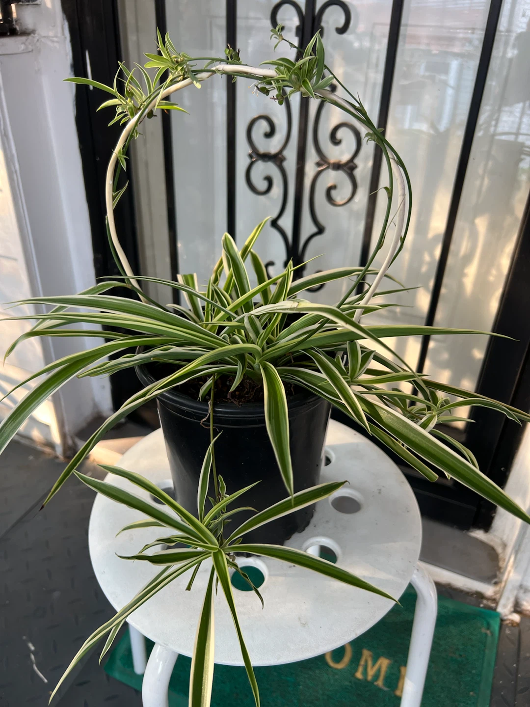 Beautiful Spider Plant in Pot with Flowers and many babies - photo 5