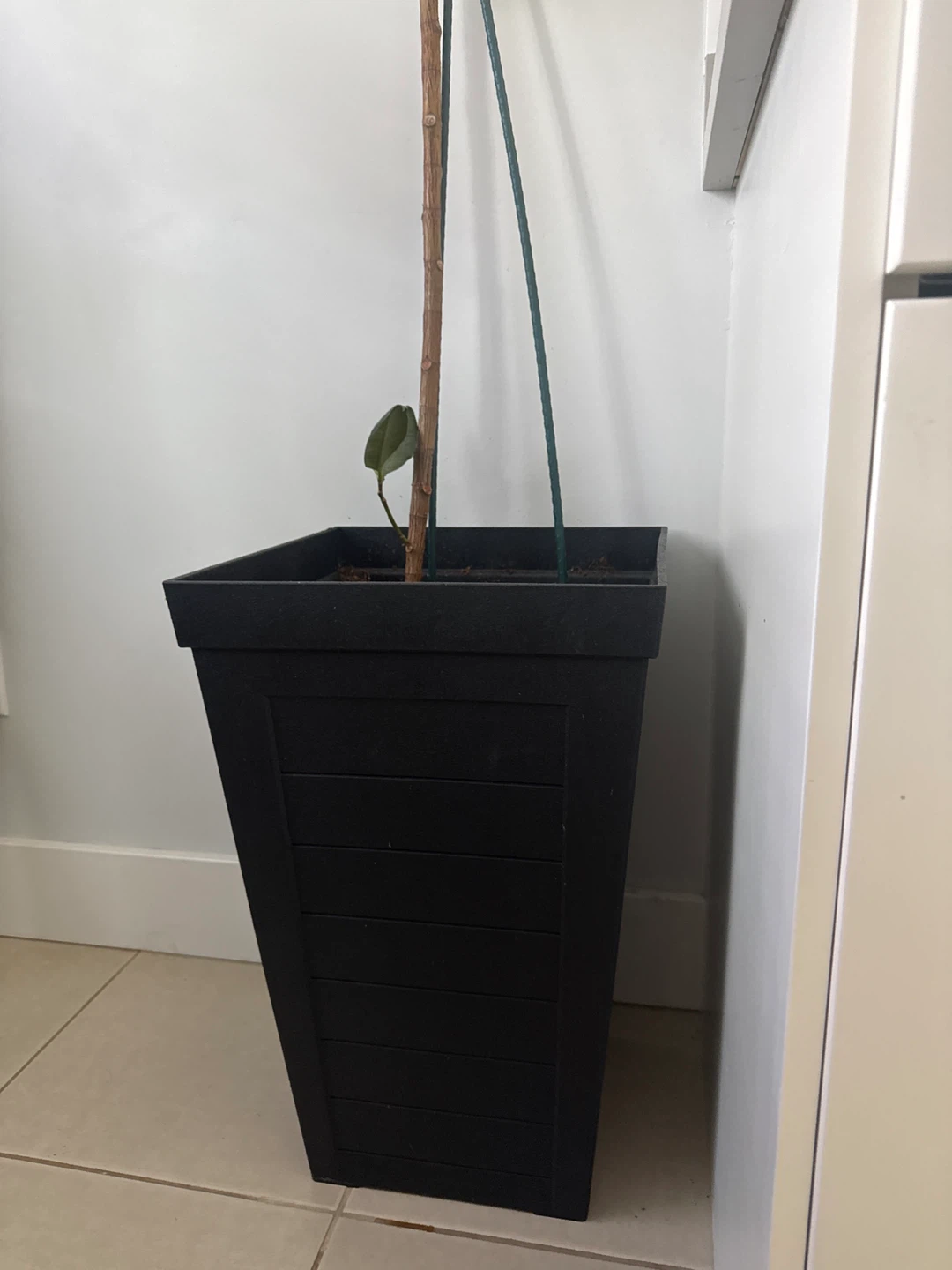 Rubber Plant