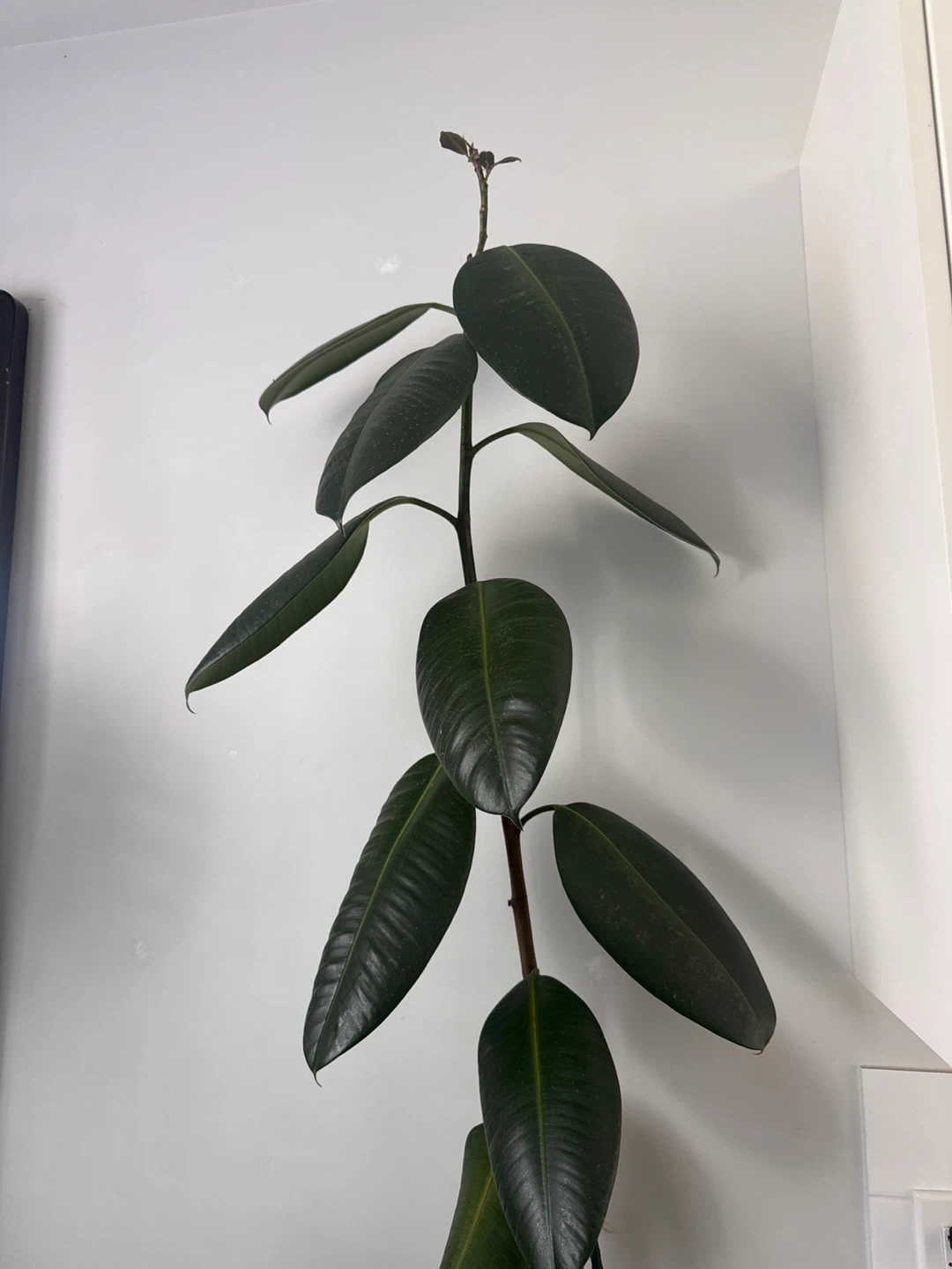 Rubber Plant - photo 2