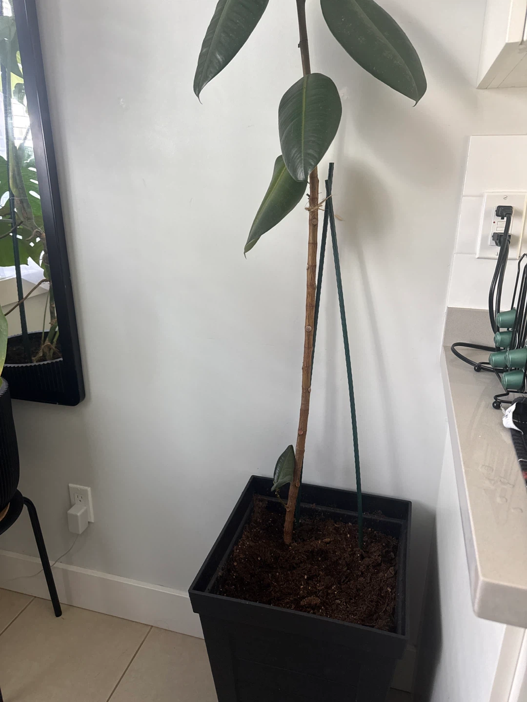Rubber Plant - photo 3