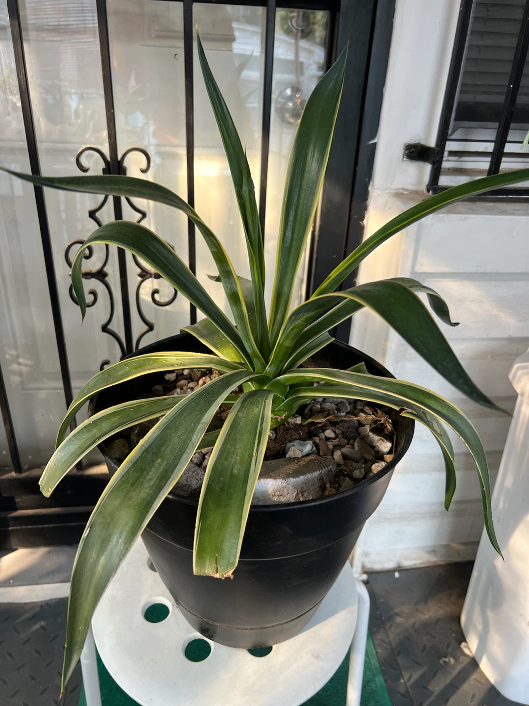 Large Variegated agave Plant in Black Pot