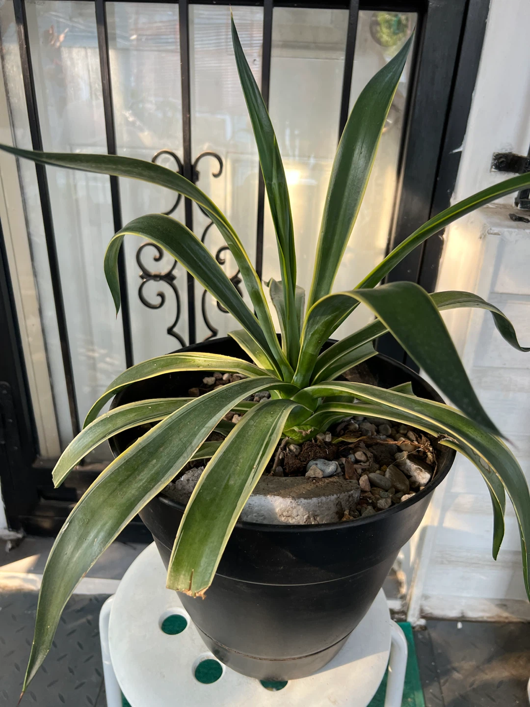 Large Variegated agave Plant in Black Pot - photo 2