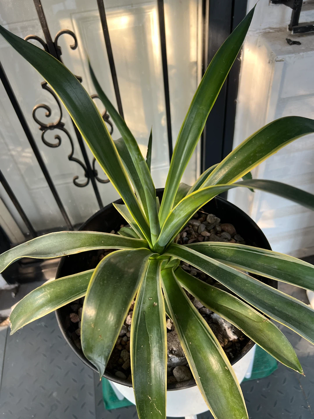 Large Variegated agave Plant in Black Pot - photo 3
