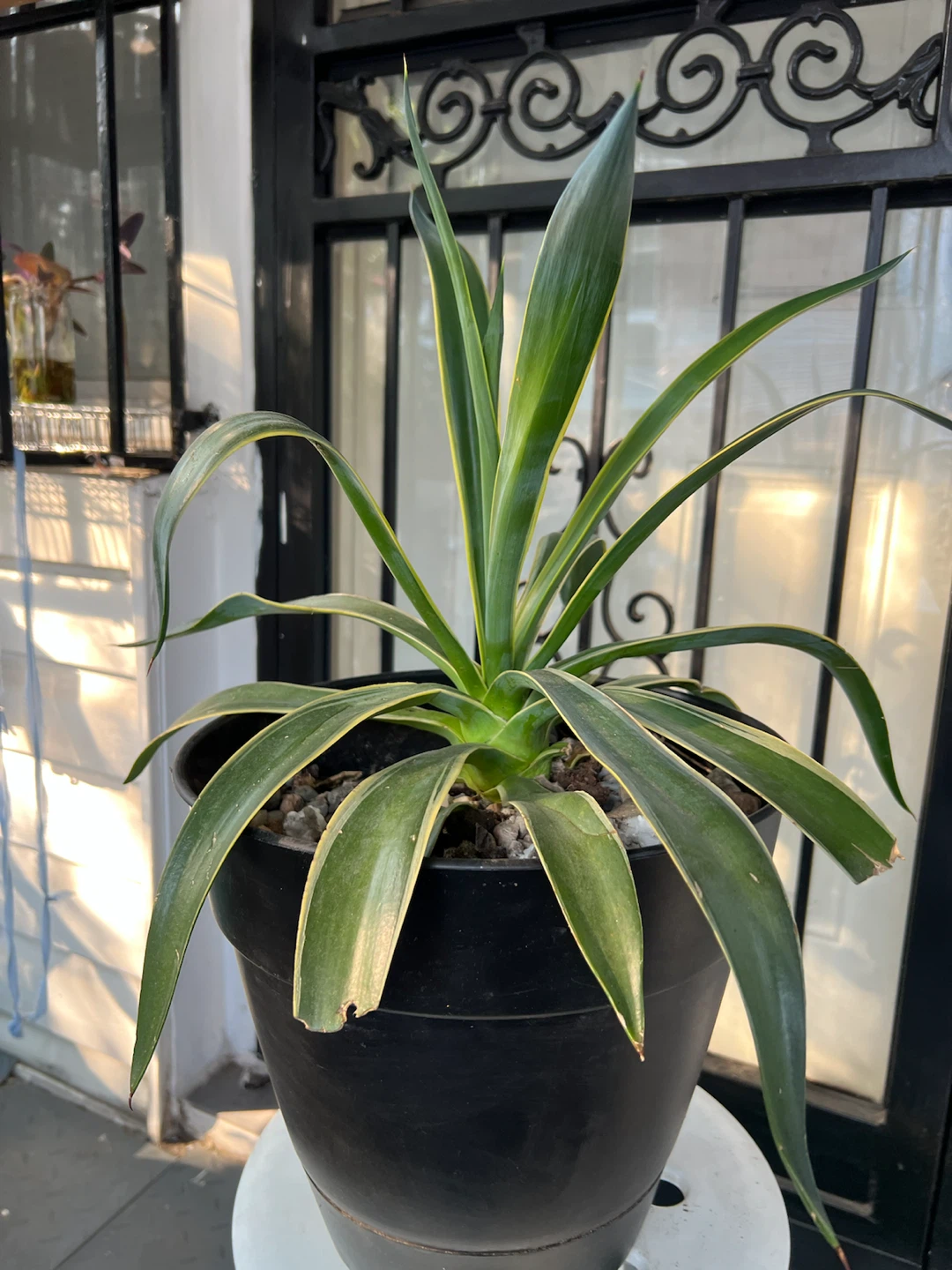 Large Variegated agave Plant in Black Pot - photo 4