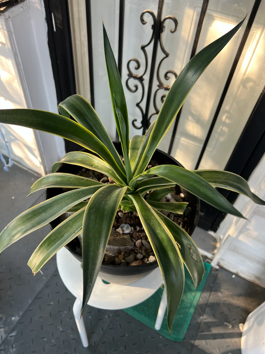 Large Variegated agave Plant in Black Pot - photo 5