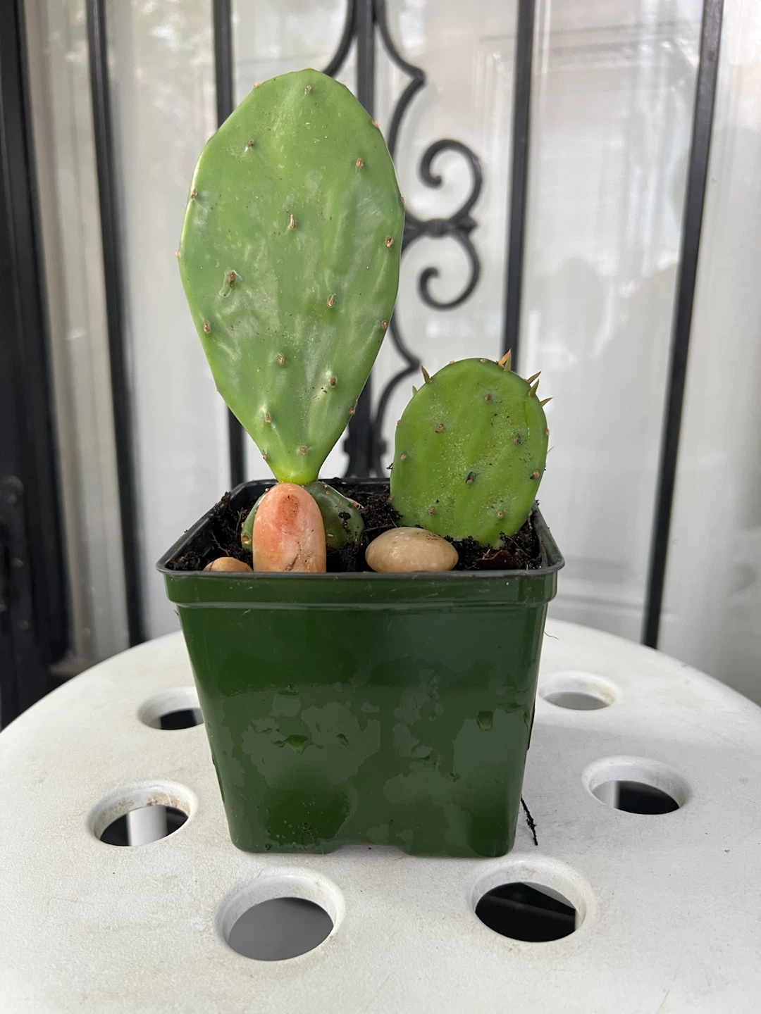 Opuntia Cactus Plant in Pot