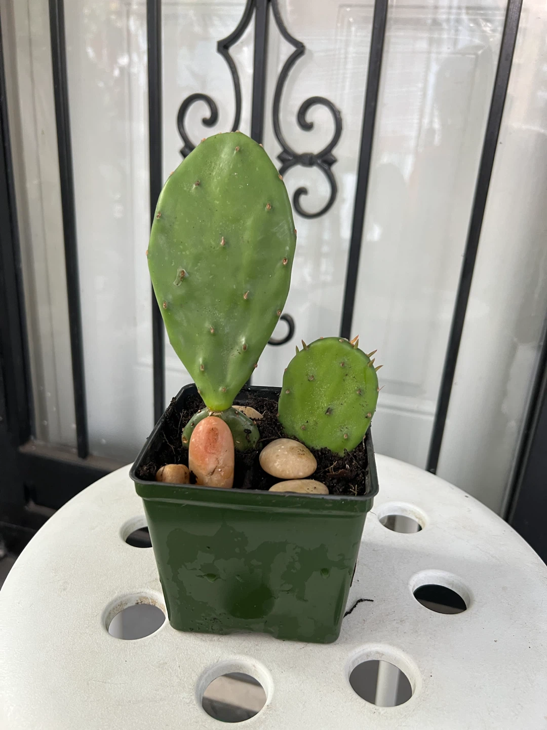 Opuntia Cactus Plant in Pot - photo 2