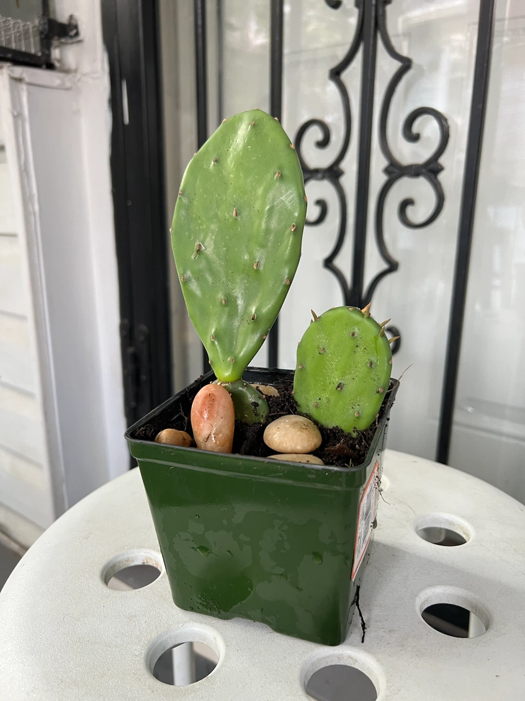 Opuntia Cactus Plant in Pot - photo 3