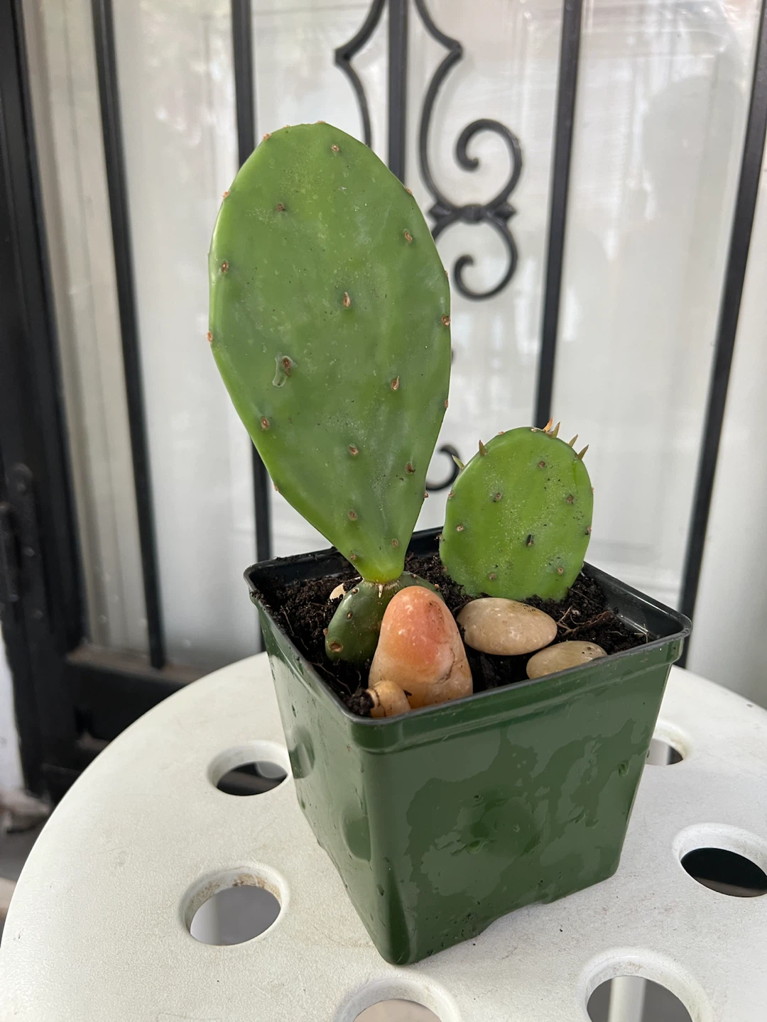 Opuntia Cactus Plant in Pot - photo 4