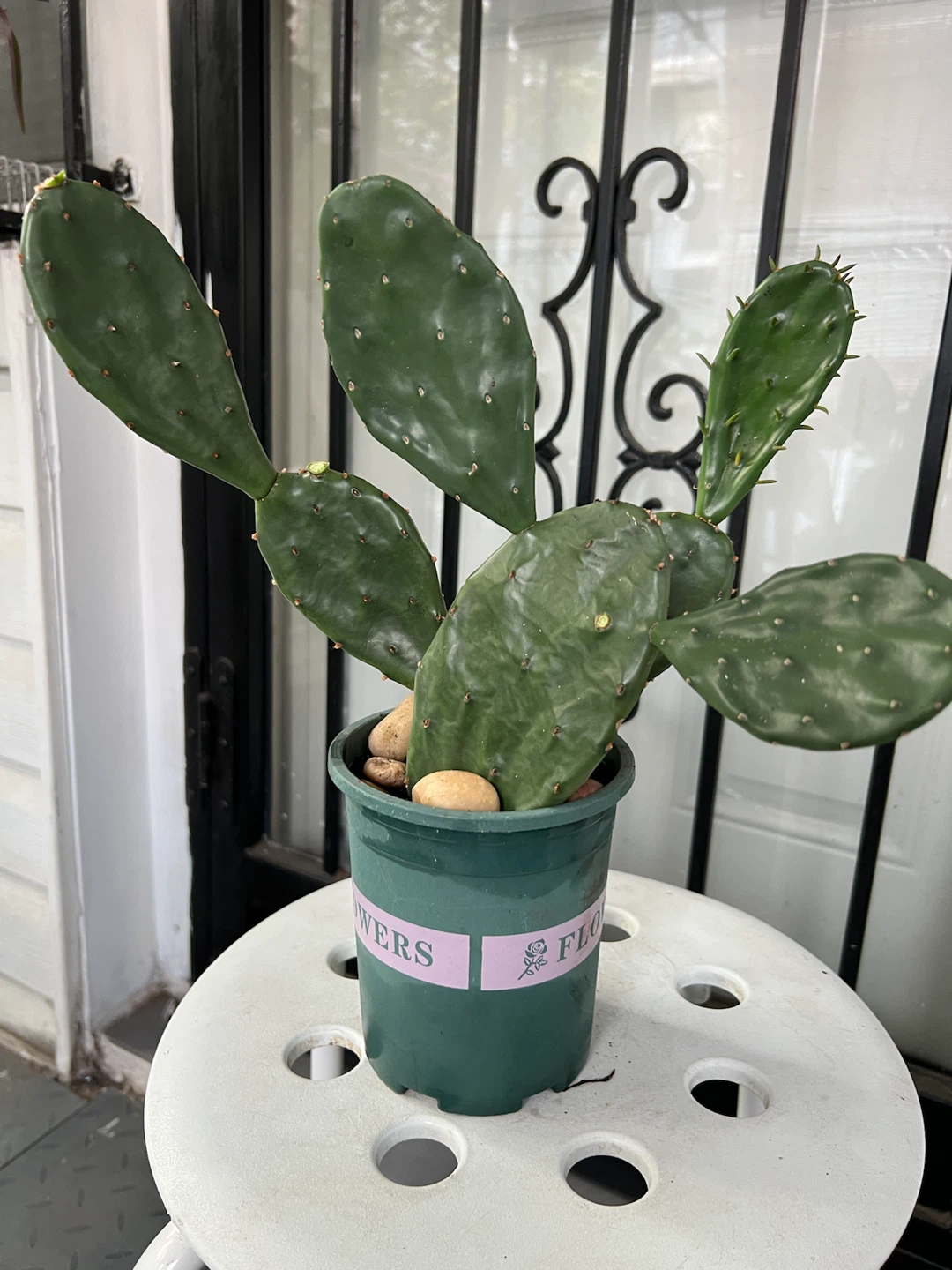 Opuntia Cactus Plant
