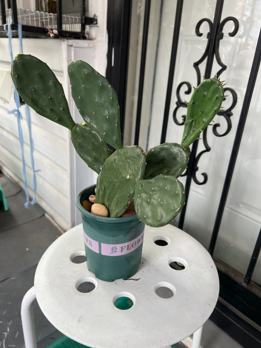 Opuntia Cactus Plant - photo 2