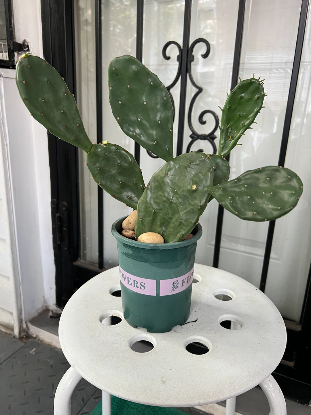 Opuntia Cactus Plant - photo 3