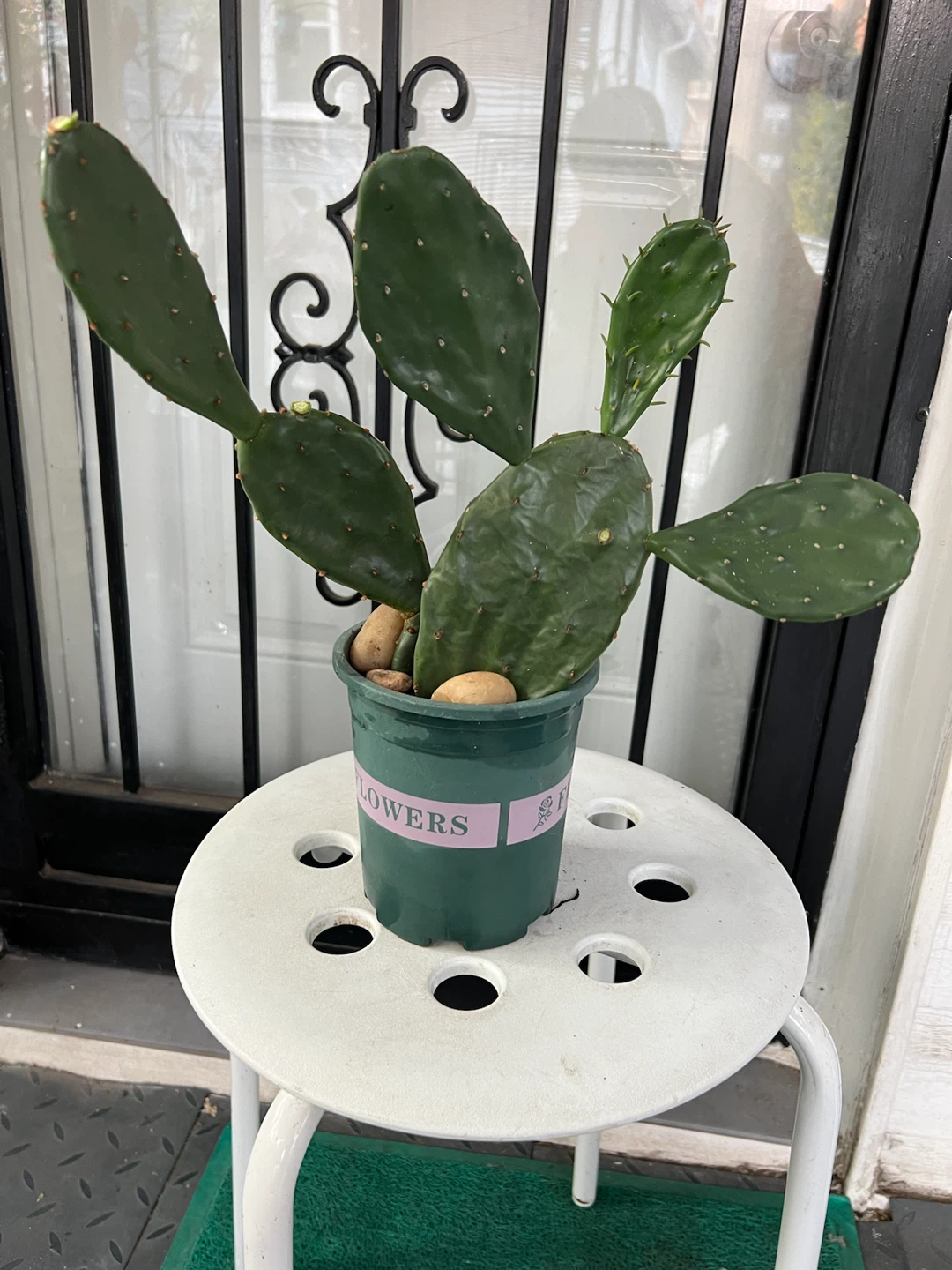 Opuntia Cactus Plant - photo 4