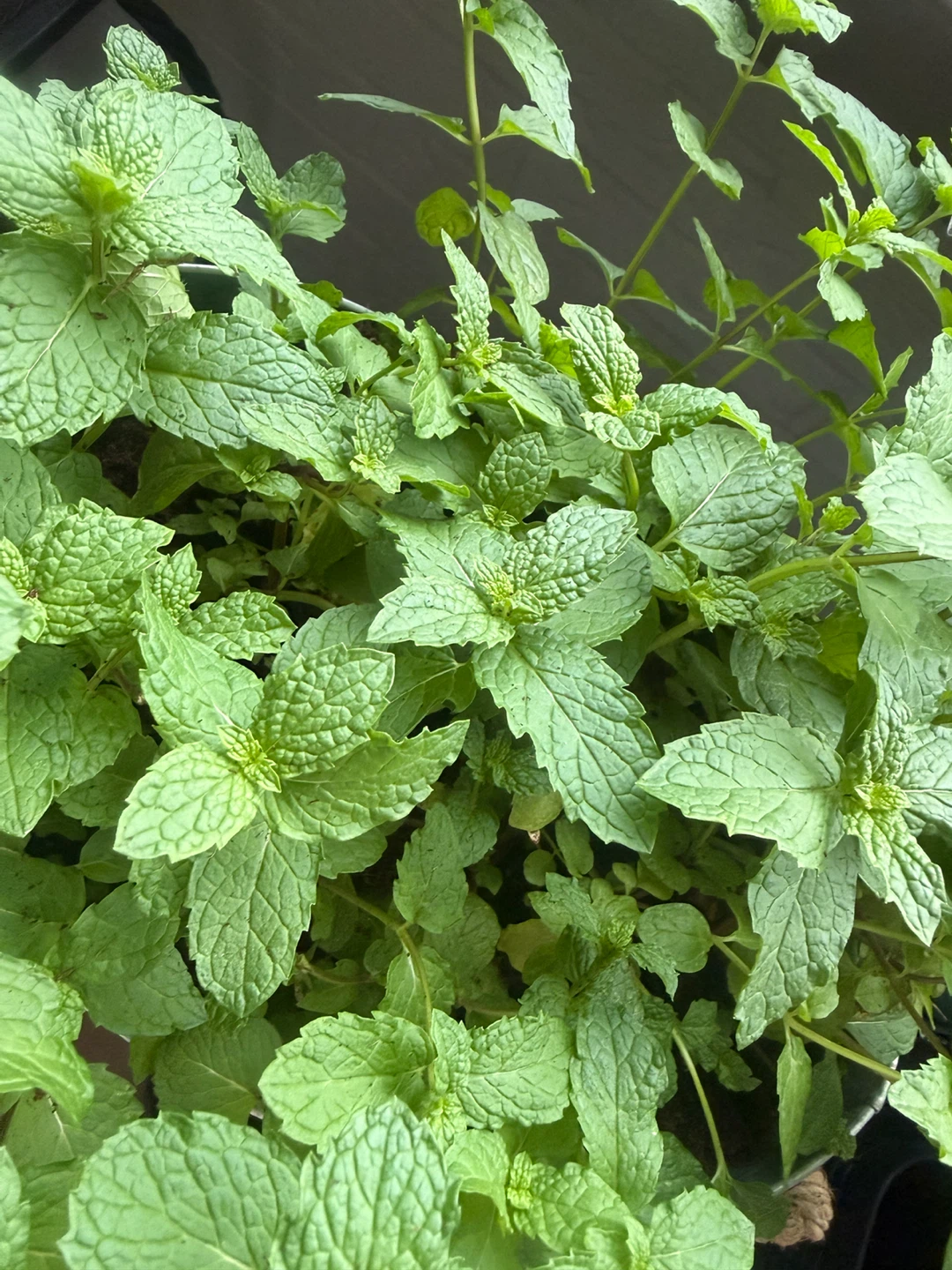 Fresh Mint Plant (Bunch)