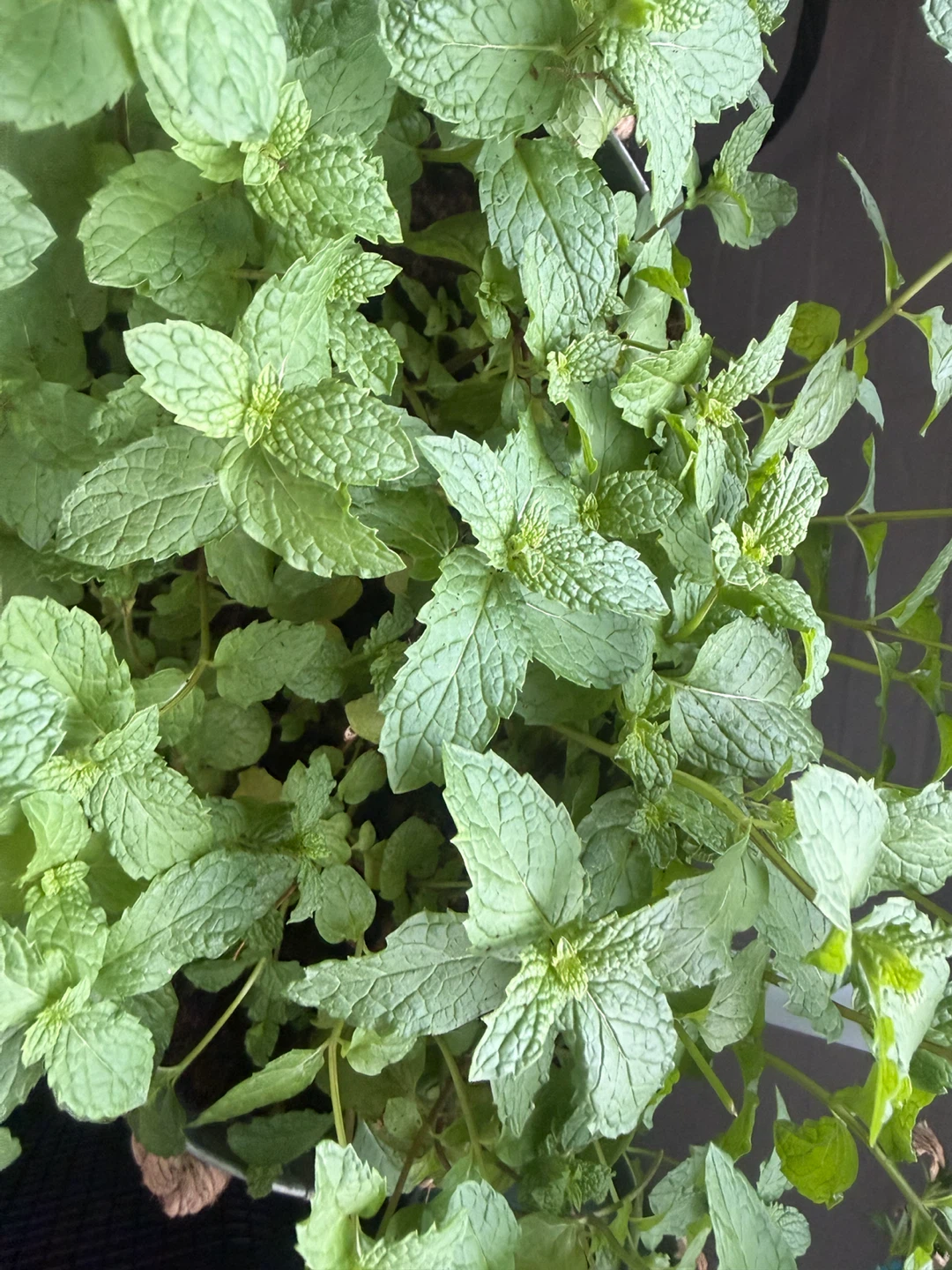 Fresh Mint Plant (Bunch) - photo 2