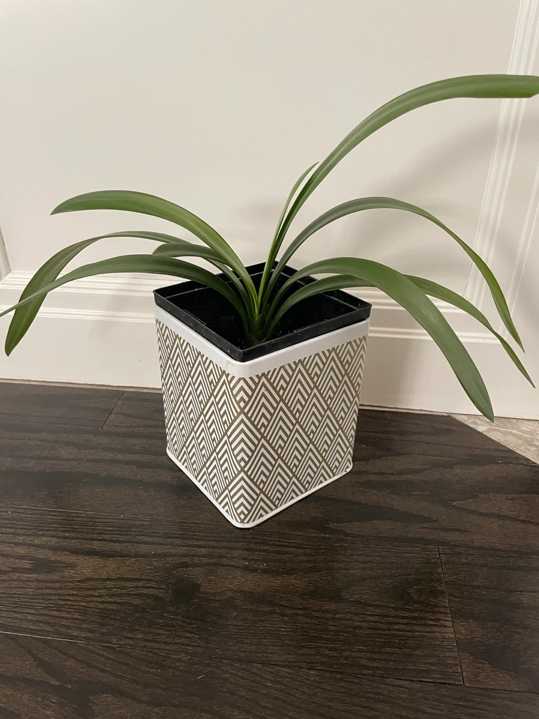 Clivia plant