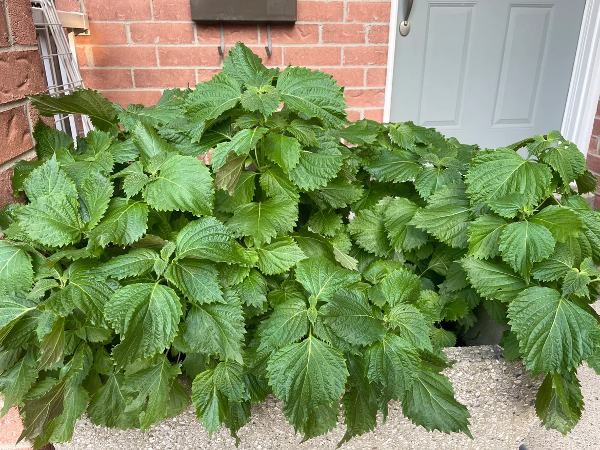 25” Large Green perilla Shiso Plant - photo 2