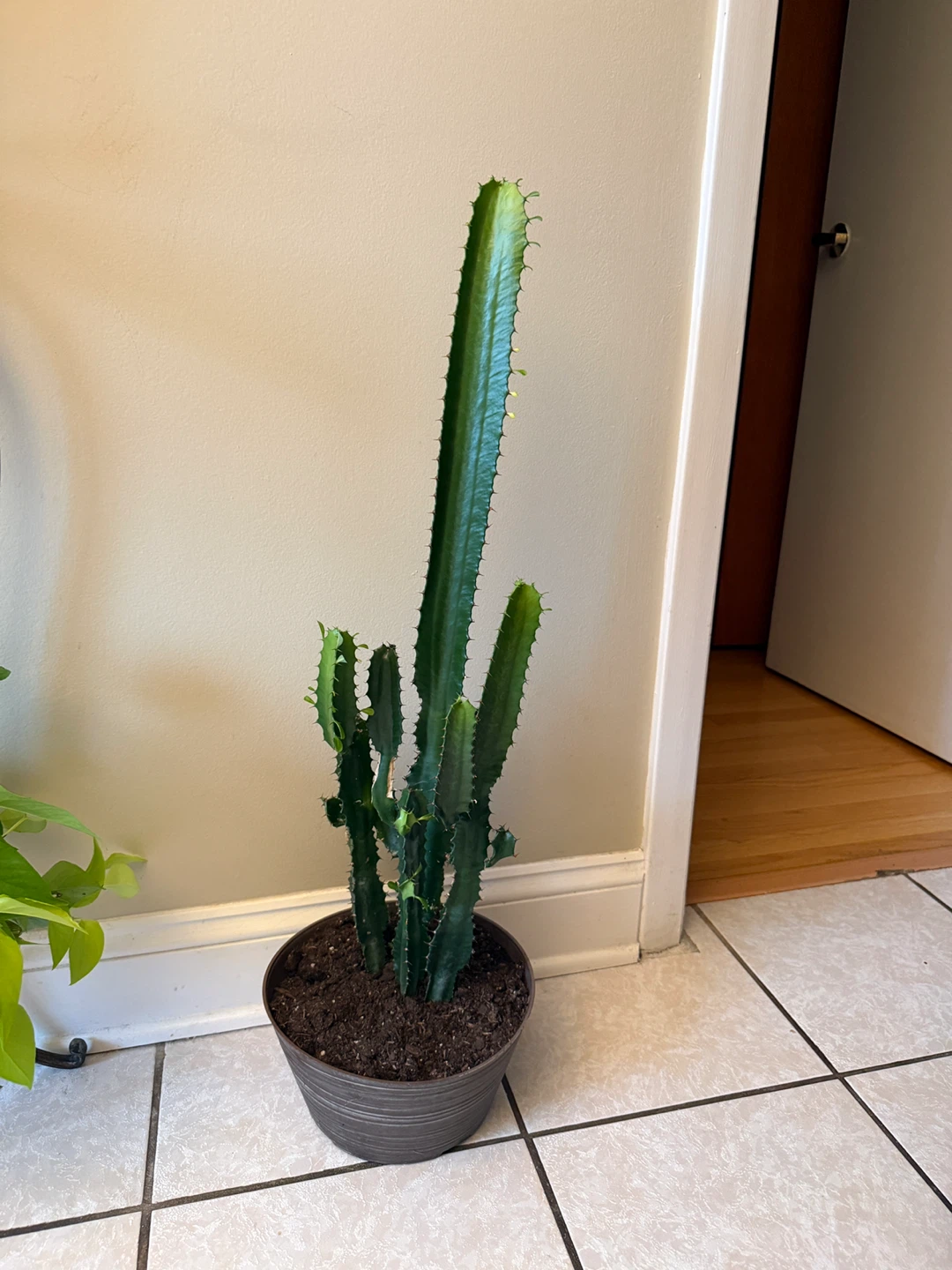 Tall  Milk Tree Cactus Plant/ cathedral cactus