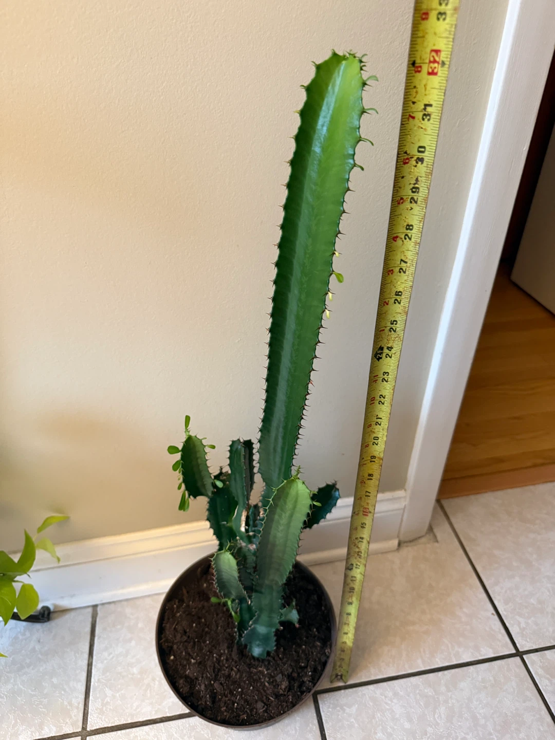 Tall  Milk Tree Cactus Plant/ cathedral cactus - photo 2
