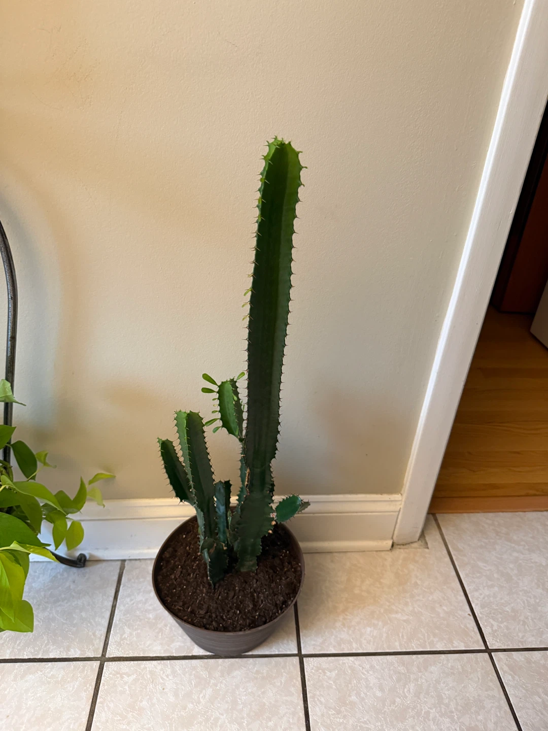 Tall  Milk Tree Cactus Plant/ cathedral cactus - photo 3