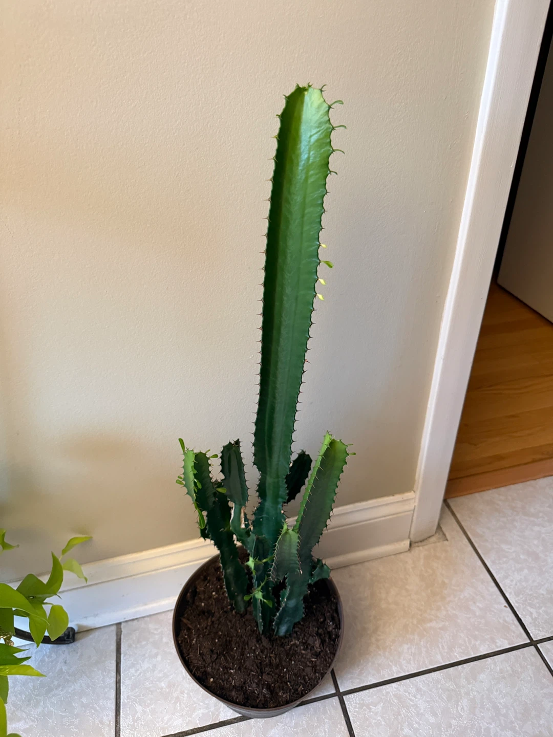 Tall  Milk Tree Cactus Plant/ cathedral cactus - photo 4