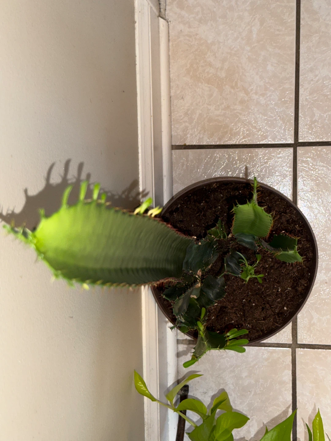 Tall  Milk Tree Cactus Plant/ cathedral cactus - photo 5