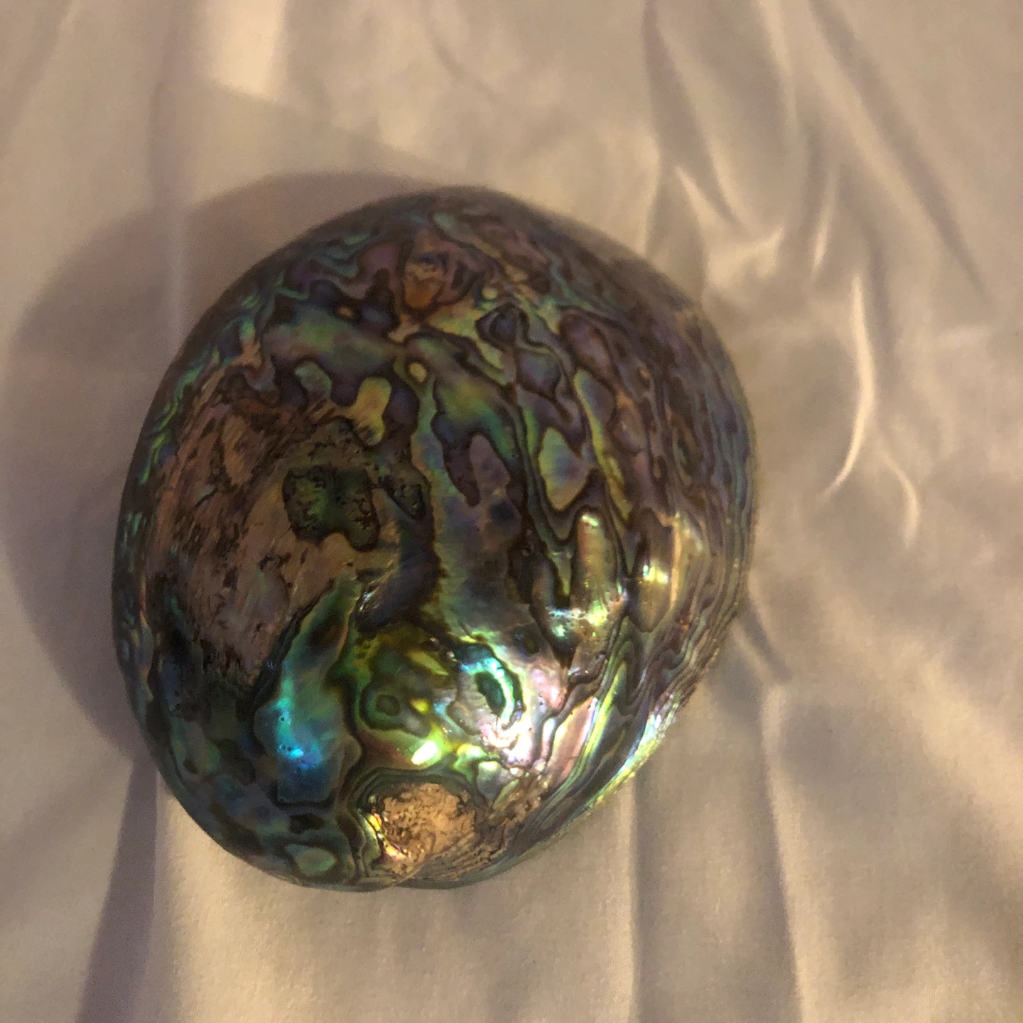 Abalone Shell