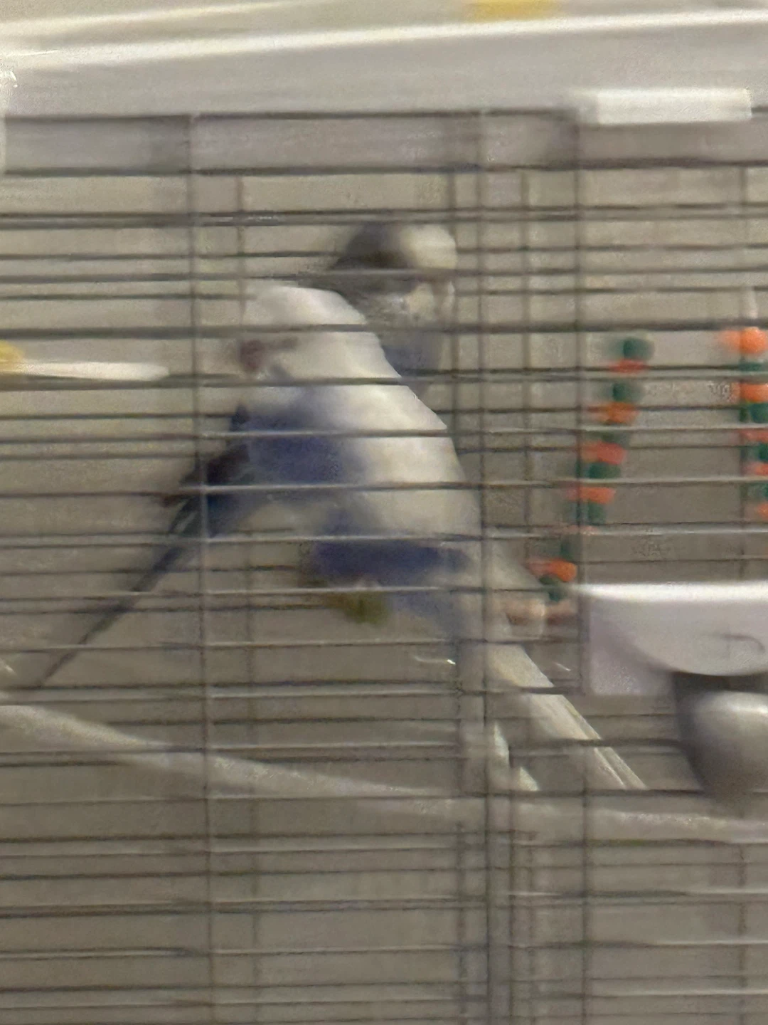 Vision Bird Cage