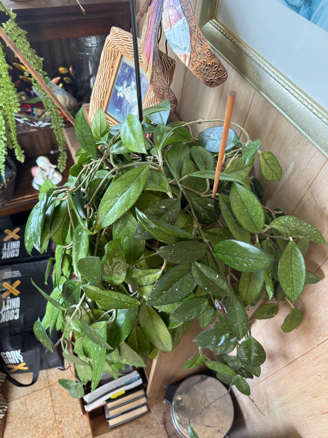 Hoya Carnosa Plant