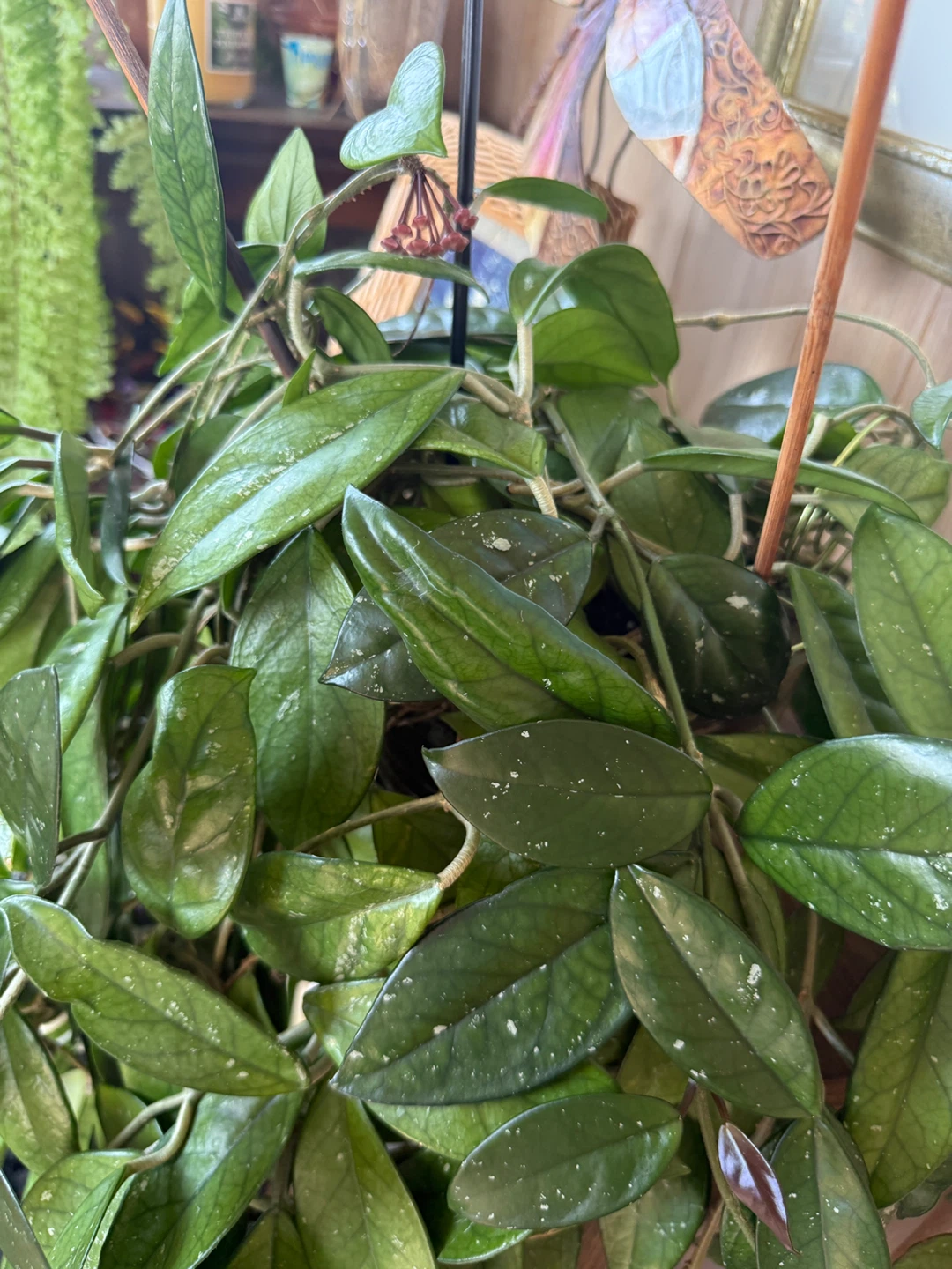 Hoya Carnosa Plant - photo 2