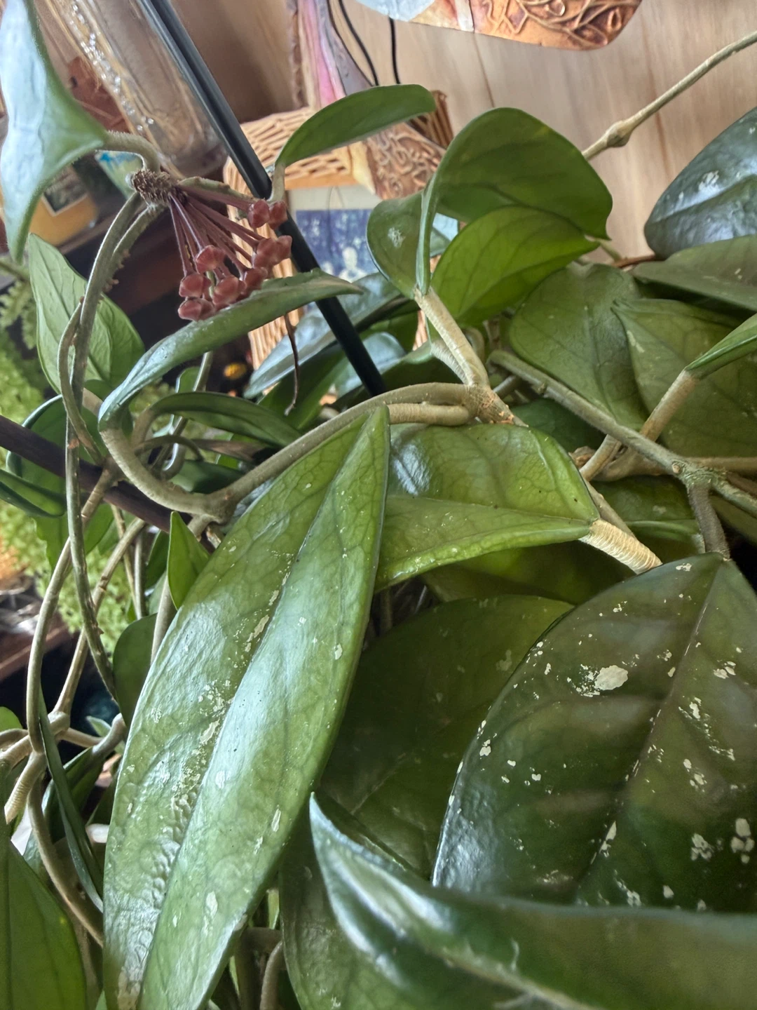 Hoya Carnosa Plant - photo 3