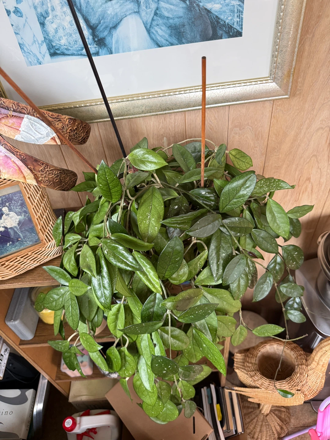 Hoya Carnosa Plant - photo 4