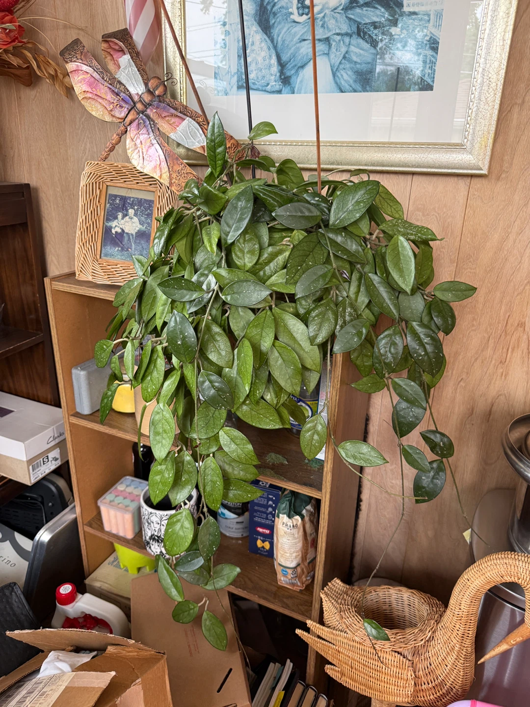 Hoya Carnosa Plant - photo 5