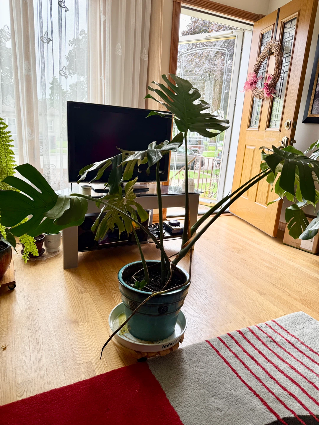 Monstera Deliciosa Plant