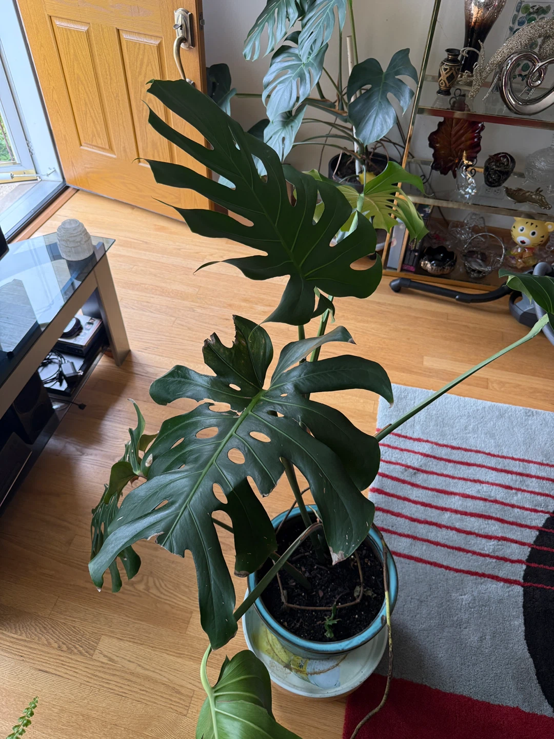 Monstera Deliciosa Plant - photo 2