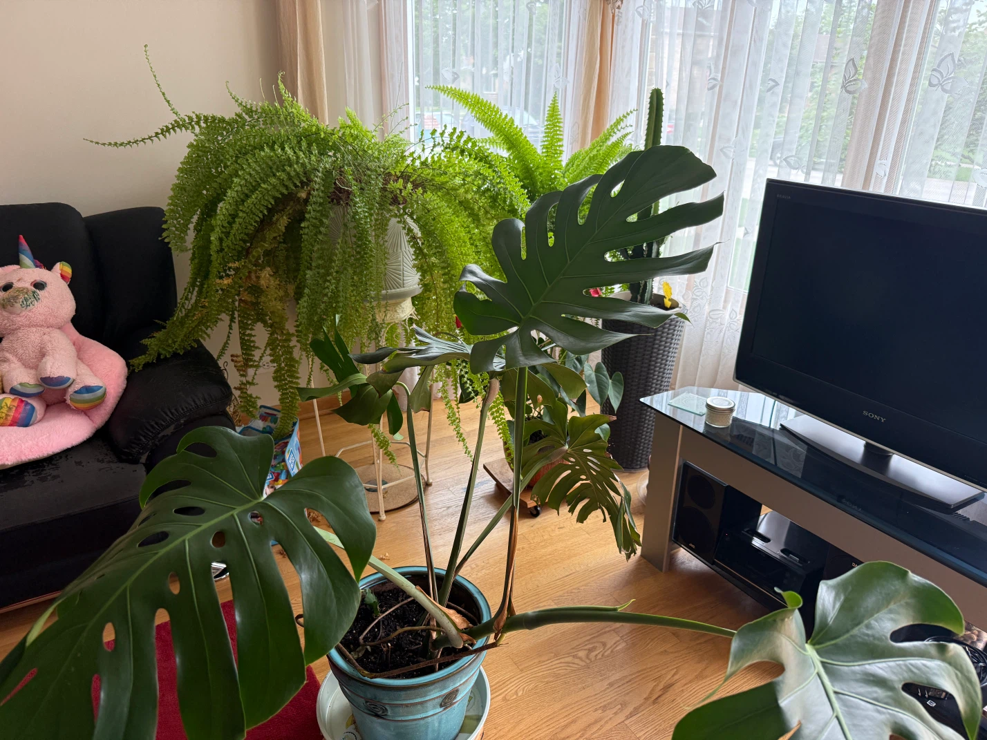 Monstera Deliciosa Plant - photo 3