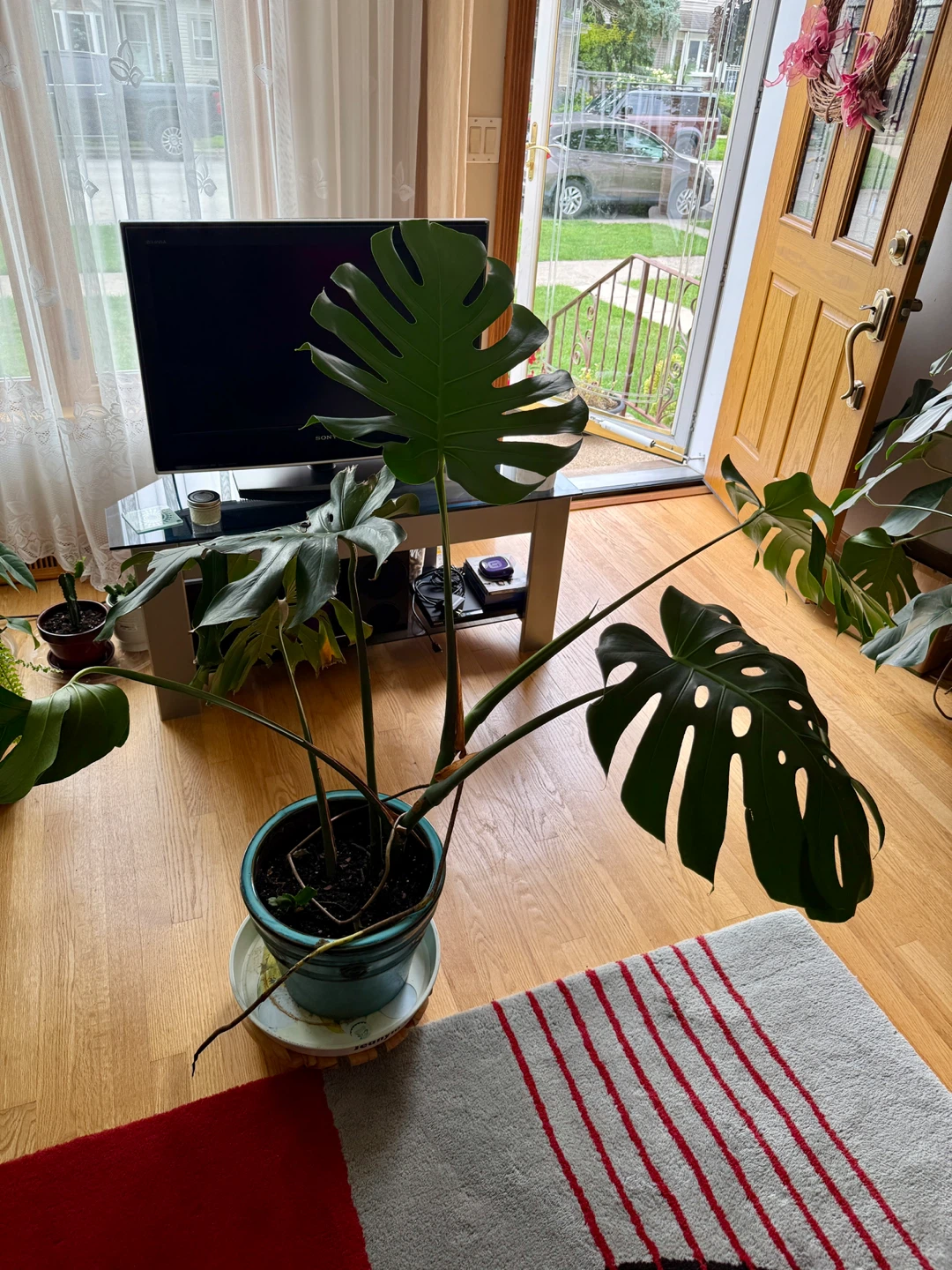 Monstera Deliciosa Plant - photo 4