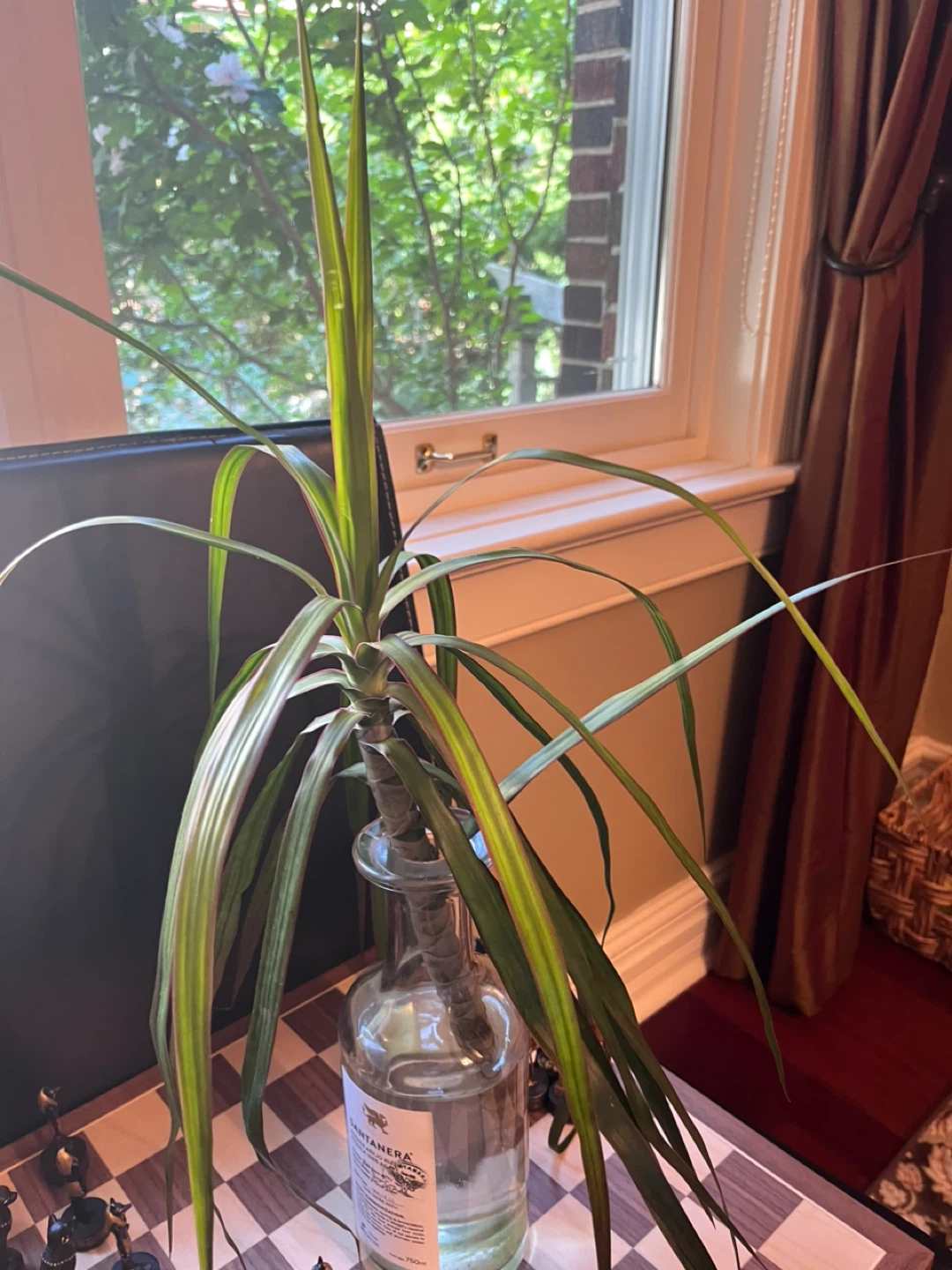 Madagascar  Dragon Plant