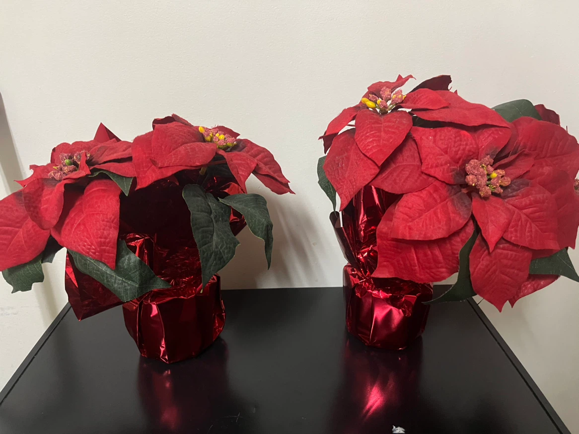 Pair of Red Poinsettia Christmas Plants - photo 2