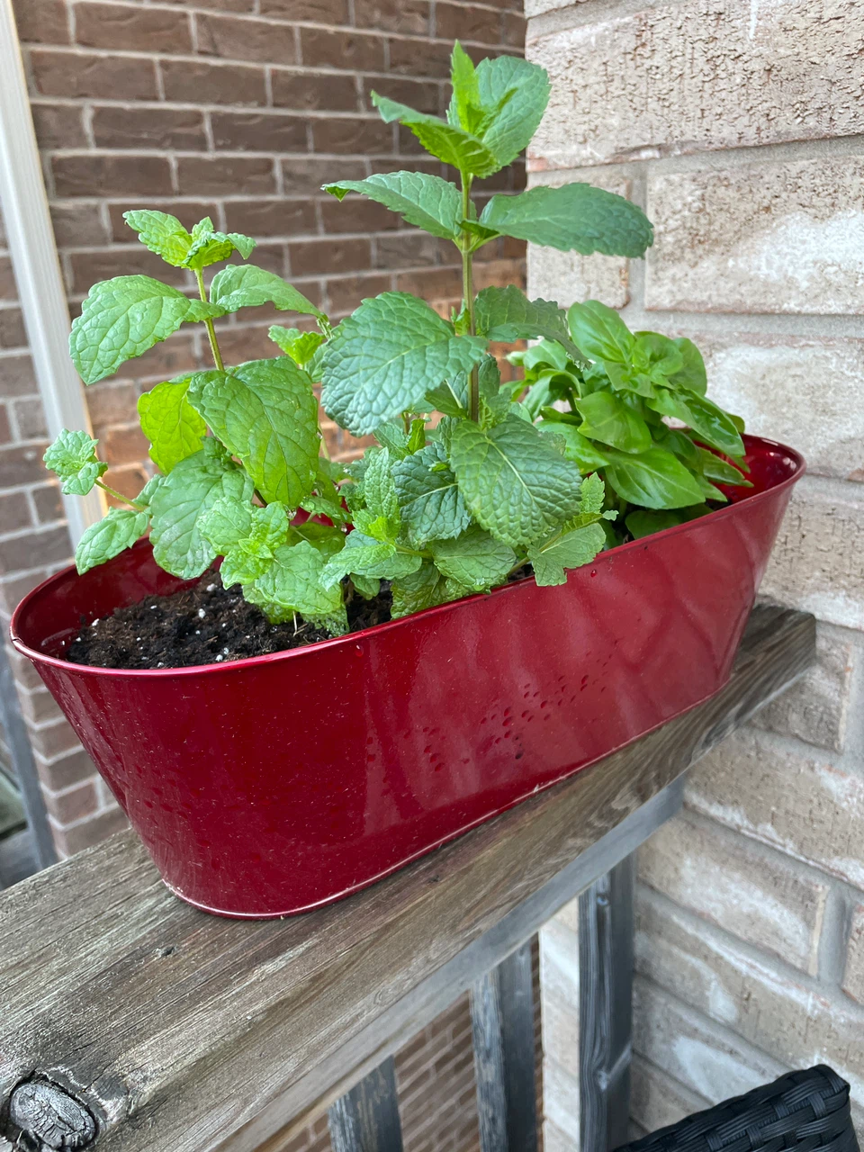 Red Planter with Mint and Basil Plants