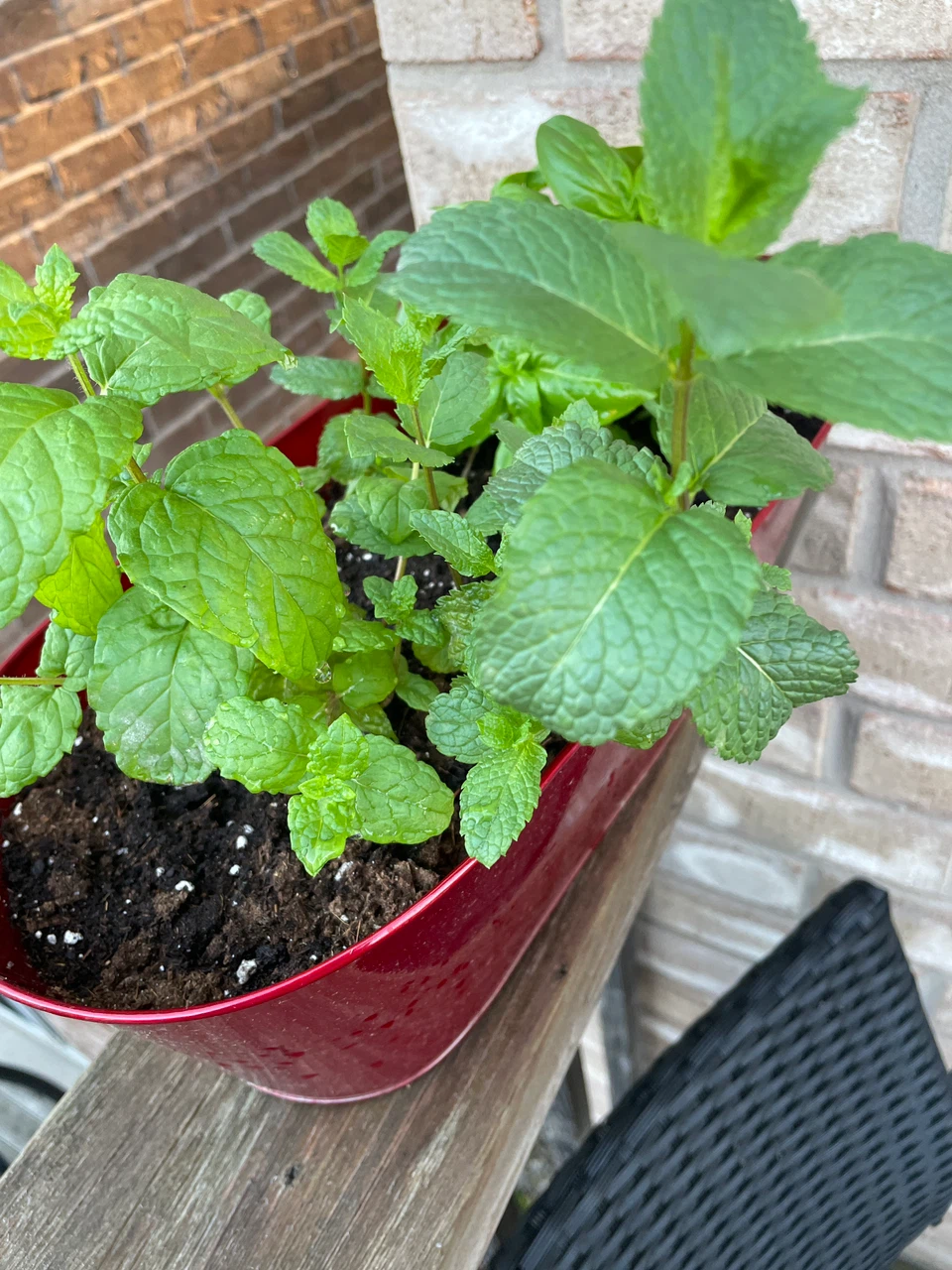 Red Planter with Mint and Basil Plants - photo 2