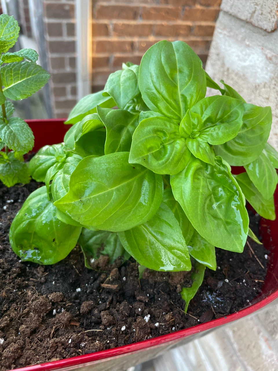 Red Planter with Mint and Basil Plants - photo 3