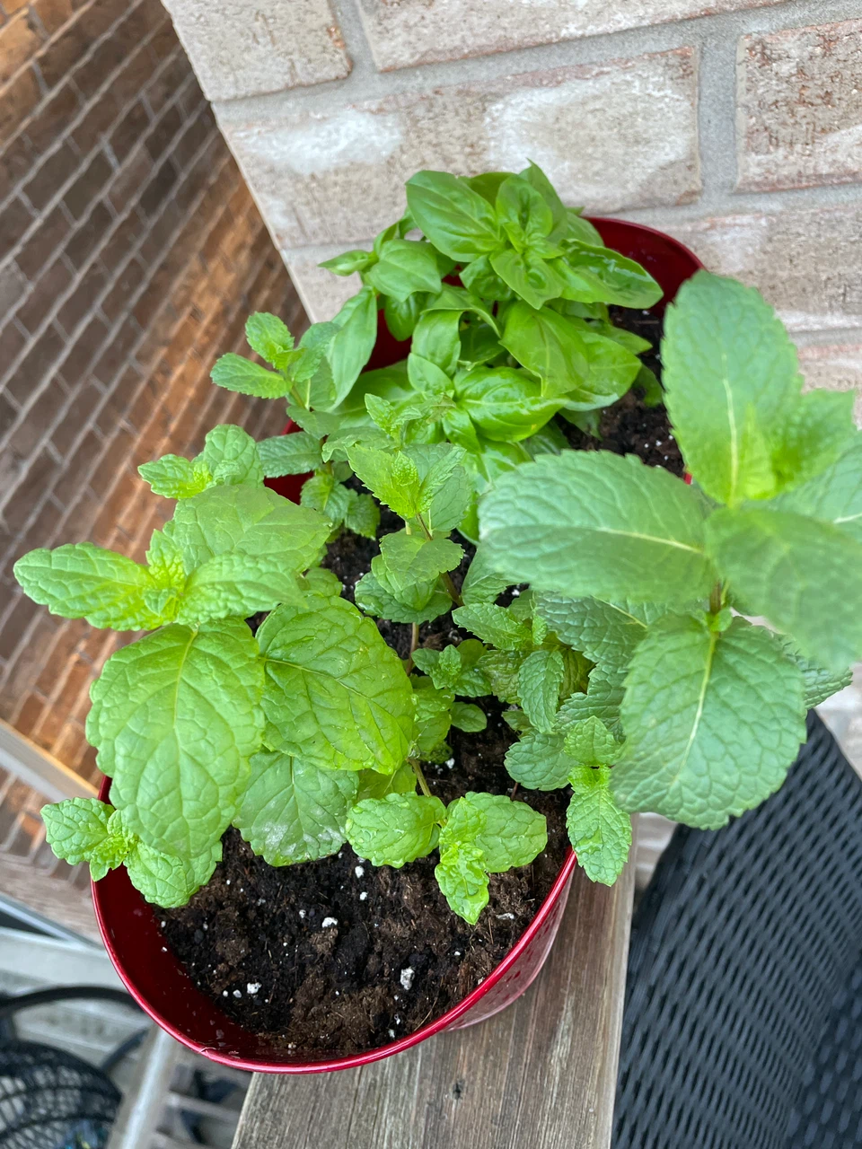 Red Planter with Mint and Basil Plants - photo 4