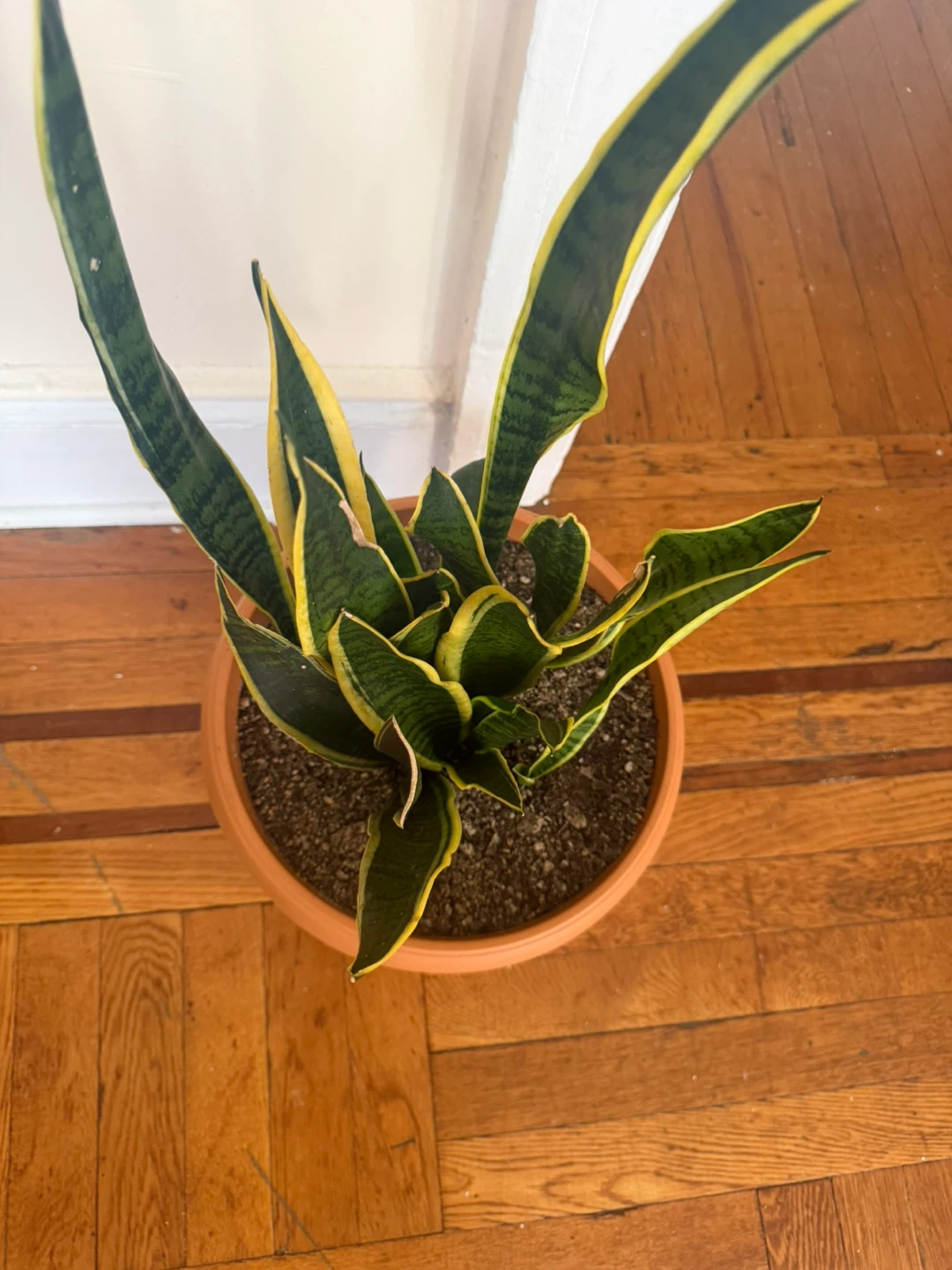 Snake Plant in Terra Cotta Pot - photo 2